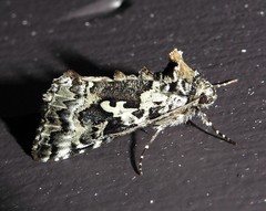 Syngrapha rectangula