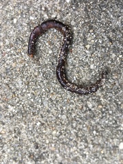 Lumbricus