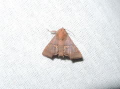 Targallodes vittalba