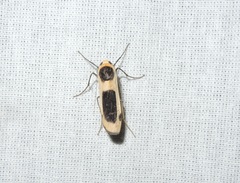 Thysanoptyx tetragona