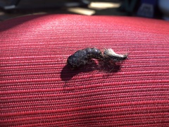 Lymantria dispar dispar