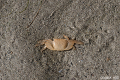 Metopograpsus
