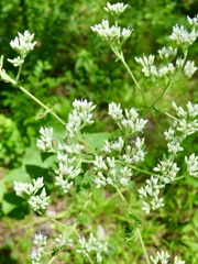 Eupatorium rotundifolium