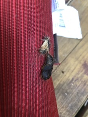 Lymantria dispar dispar