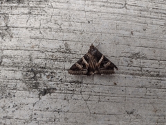 Melipotis perpendicularis