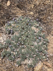 Lupinus breweri bryoides