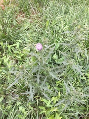 Cirsium vulgare
