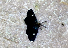 Melanchroia vazquezae