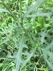 Cirsium vulgare