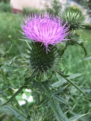 Cirsium vulgare