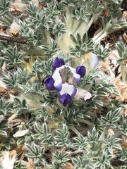 Lupinus breweri bryoides