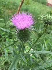 Cirsium vulgare