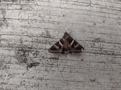 Melipotis perpendicularis