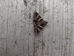 Melipotis perpendicularis