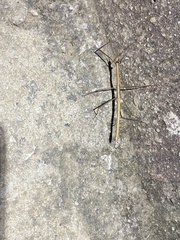 Lopaphus balteatus