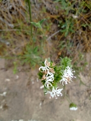 Elephantopus hirtiflorus