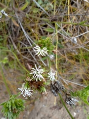 Elephantopus hirtiflorus