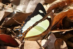 Polyura jalysus