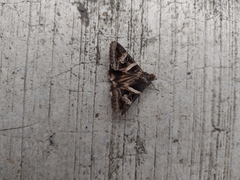 Melipotis perpendicularis