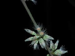 Piparea multiflora