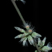 Piparea multiflora - Photo (c) Sébastien SANT, algunos derechos reservados (CC BY-NC), subido por Sébastien SANT