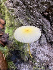Leucocoprinus fragilissimus image