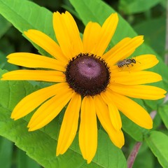Rudbeckia hirta pulcherrima