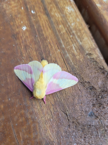 Rosy maple moth