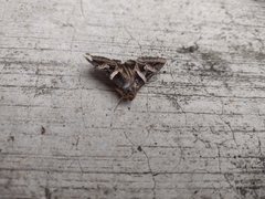 Melipotis perpendicularis