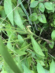 Rudbeckia hirta pulcherrima