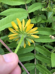Rudbeckia hirta pulcherrima