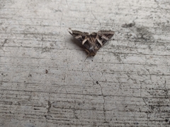 Melipotis perpendicularis