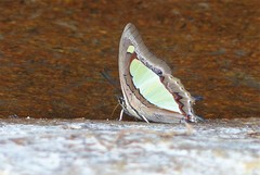 Polyura athamas