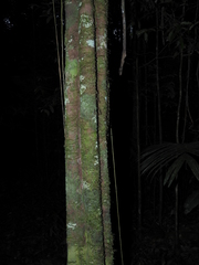 Piparea multiflora