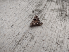 Melipotis perpendicularis