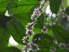 Piparea multiflora