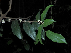 Piparea multiflora