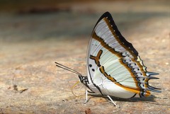 Polyura eudamippus