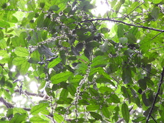 Piparea multiflora