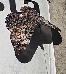 Hamadryas fornax