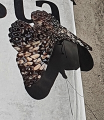 Hamadryas fornax