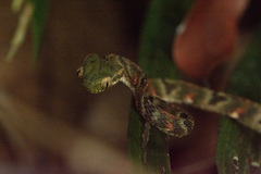 Boiga bengkuluensis