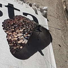 Hamadryas fornax