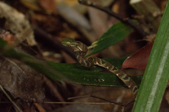 Boiga bengkuluensis