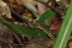 Boiga bengkuluensis