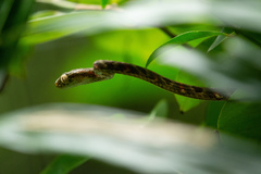 Boiga bengkuluensis