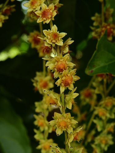 Homalium guianense