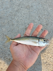 Trachurus symmetricus