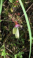Pieris napi