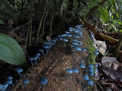 Mycena cyanocephala